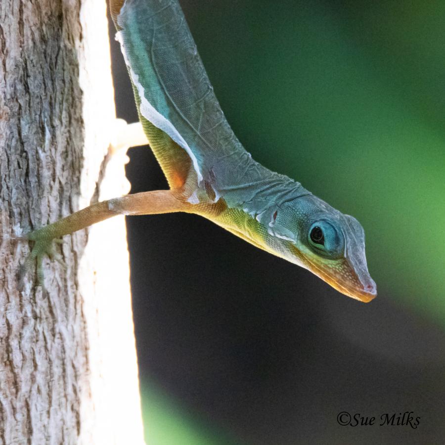 J8/UR5BCP Кустарниковая ящерица анолис, остров Сент Винсент, Сент Винсент и Гренадины J8/UR5BCP Кустарниковая ящерица анолис, остров Сент Винсент, Сент Винсент и Гренадины