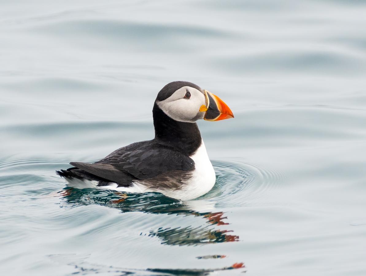 JW/LB1QI Atlantic Puffin, Fugelsongen, Svalbard Archipelago. Tourist attractions spot JW/LB1QI Atlantic Puffin, Fugelsongen, Svalbard Archipelago. Tourist attractions spot