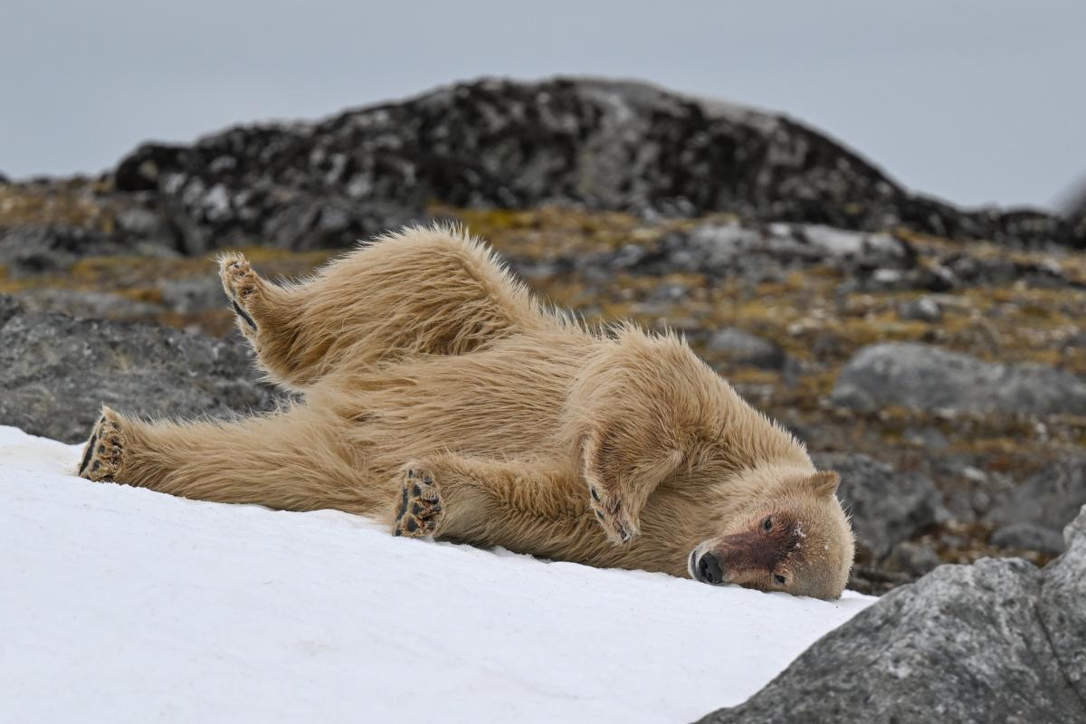 Noticias DX de JW0V Svalbard
