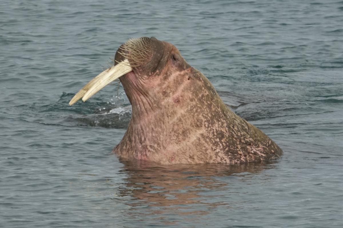 JW7GIA Svalbard DX News JW7GIA Svalbard DX News