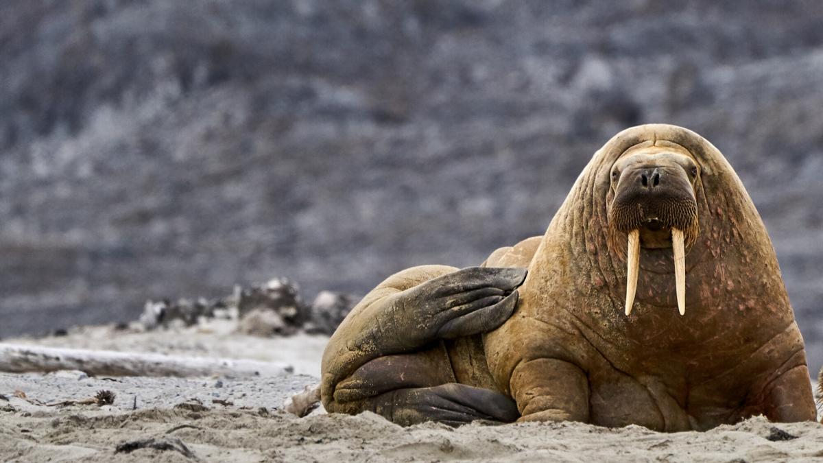 JW7RRA Svalbard Islands JW7RRA Svalbard Islands