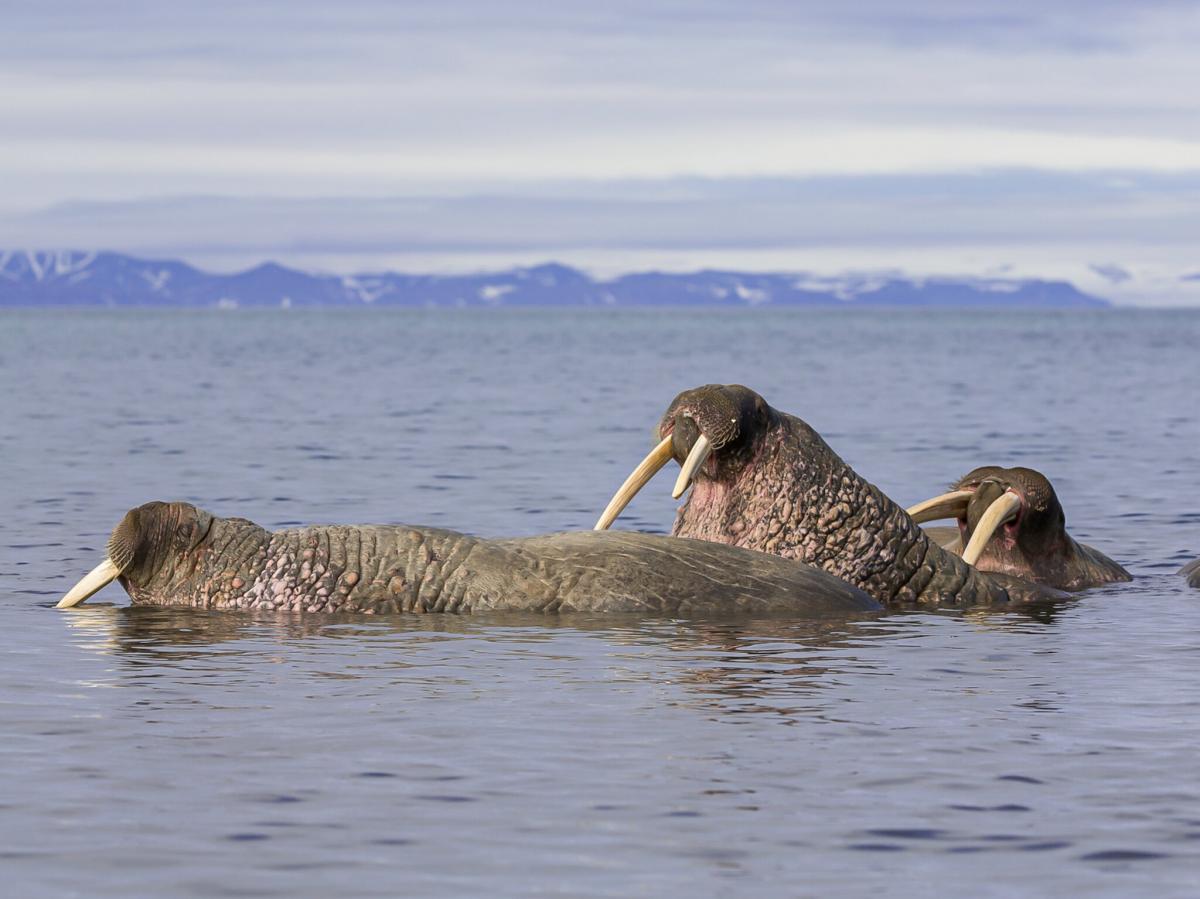 JW7WCA Svalbard Archipelago JW7WCA Svalbard Archipelago