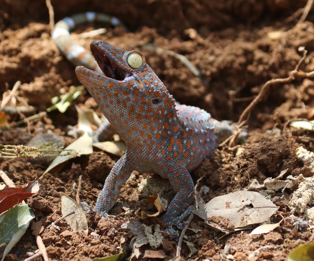 Токайский гекон, Камбоджа Токайский гекон, Камбоджа