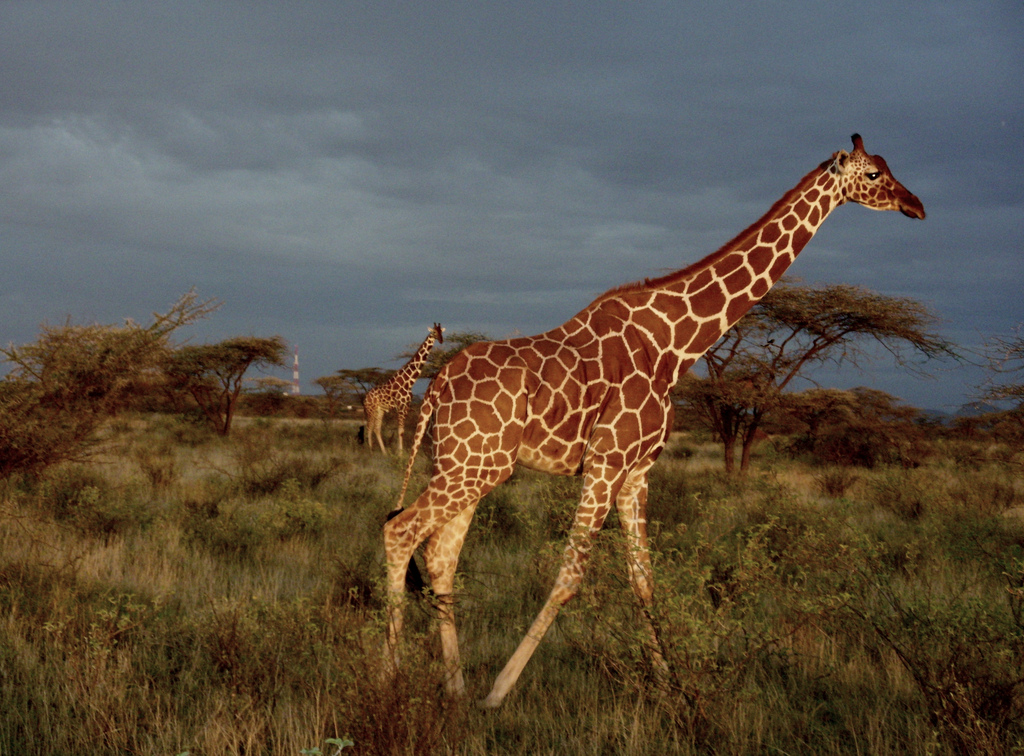 Kenya 5Z4/OZ1AA DX News Kenya 5Z4/OZ1AA DX News