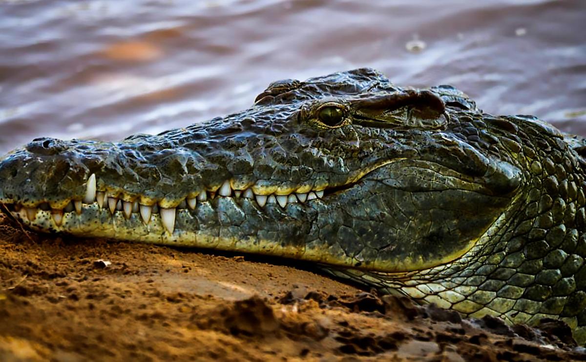 Kenya 5Z4/OZ1AA Tourist attractions spot Crocodile, Tsavo National Park Kenya 5Z4/OZ1AA Tourist attractions spot Crocodile, Tsavo National Park