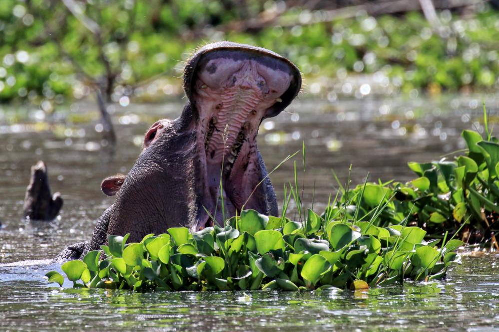 Кения Бегемот Кения Бегемот