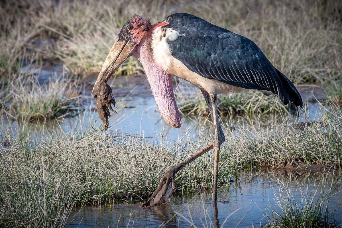 Марабу, национальный парк Амбосели, Кения Марабу, национальный парк Амбосели, Кения