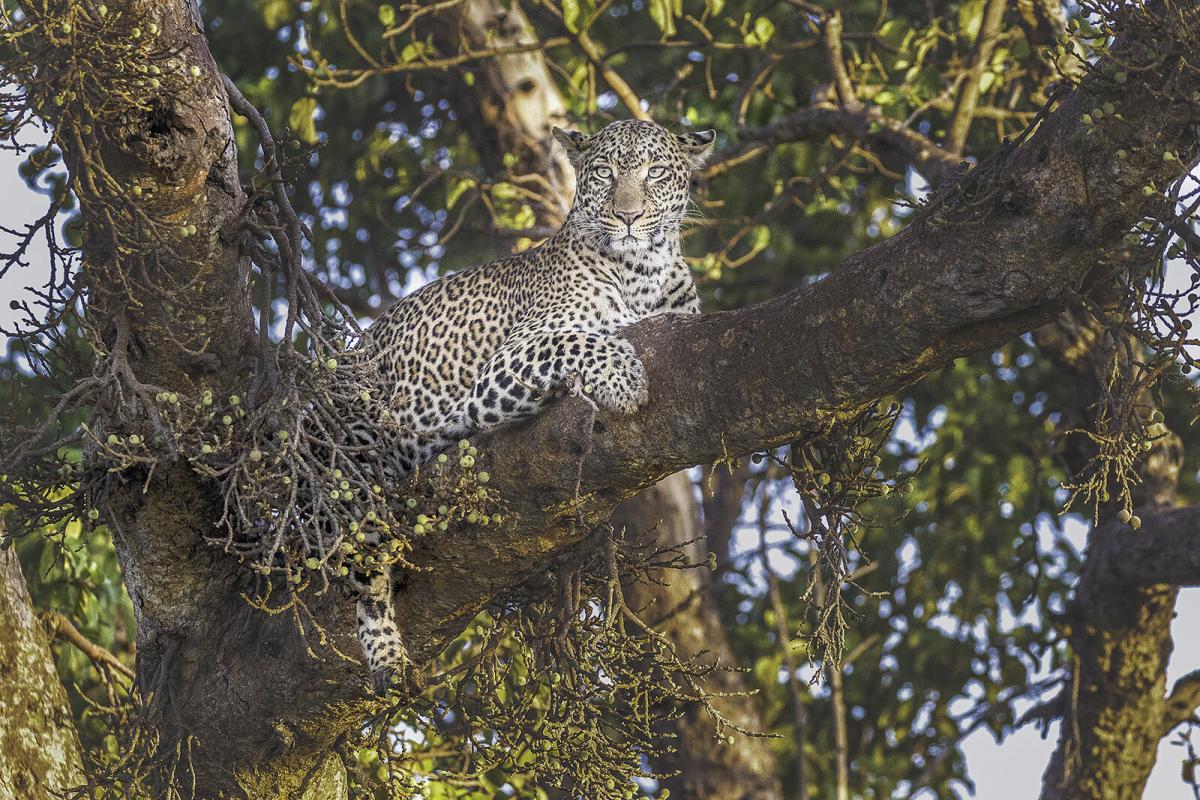 Леопард, Национальный заповедник Масаи Мара, Кения Леопард, Национальный заповедник Масаи Мара, Кения