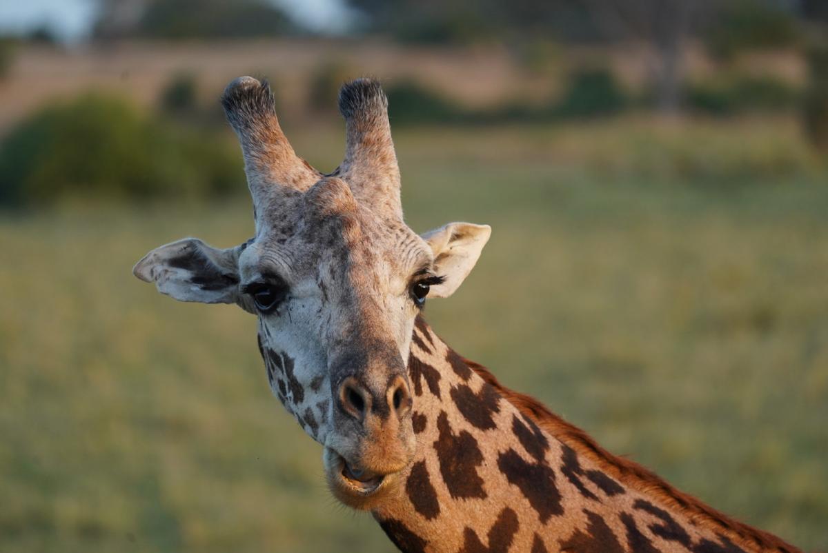 Жираф Кения Жираф Кения