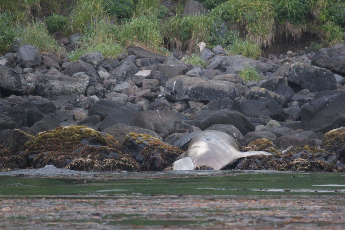 KL7RRC/P Kagamil Island, Four Mountains Islands, Alaska.