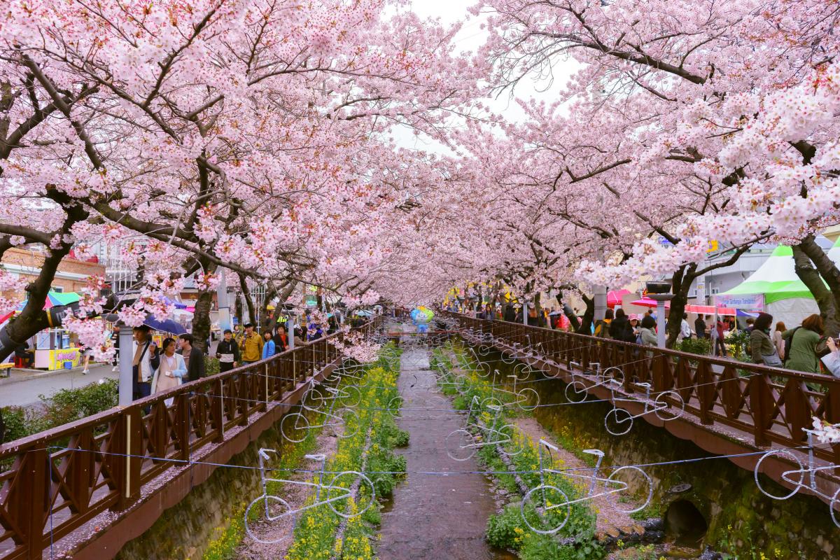 Цветение вишни, Чинхе, Южная Корея Цветение вишни, Чинхе, Южная Корея