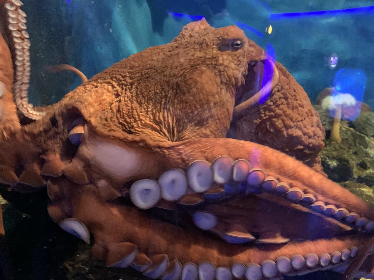 Осьминог, аквариум, Сеул, Южная Корея Осьминог, аквариум, Сеул, Южная Корея