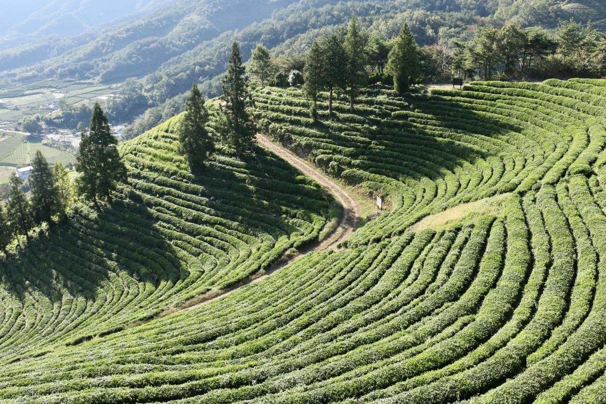 Чайные плантации, Посон, Южная Корея Чайные плантации, Посон, Южная Корея