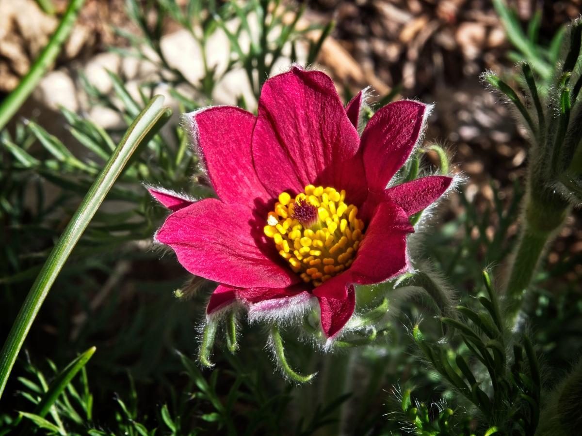 Цветок, Прострел-сон трава, Южная Корея Цветок, Прострел-сон трава, Южная Корея
