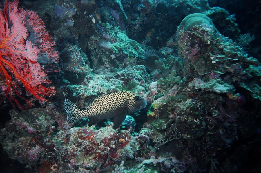 Koror Island T8KA DX News Palau Diving