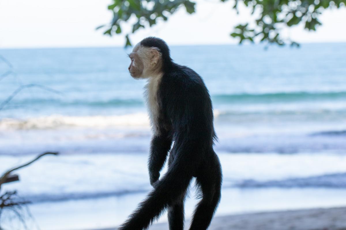 Коста Рика DX Коста Рика DX