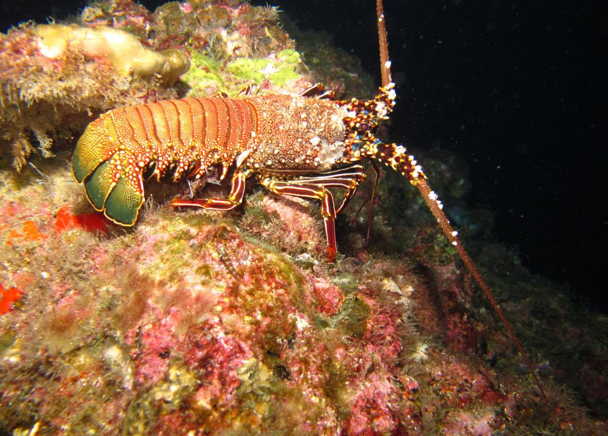 Подводная сокровищница острова Кокос, Коста Рика Подводная сокровищница острова Кокос, Коста Рика