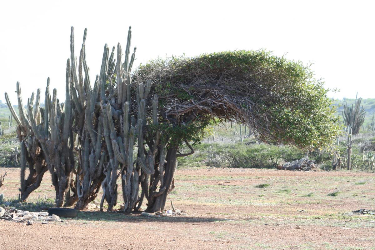 Дерево Диви Диви, Кюрасао Дерево Диви Диви, Кюрасао