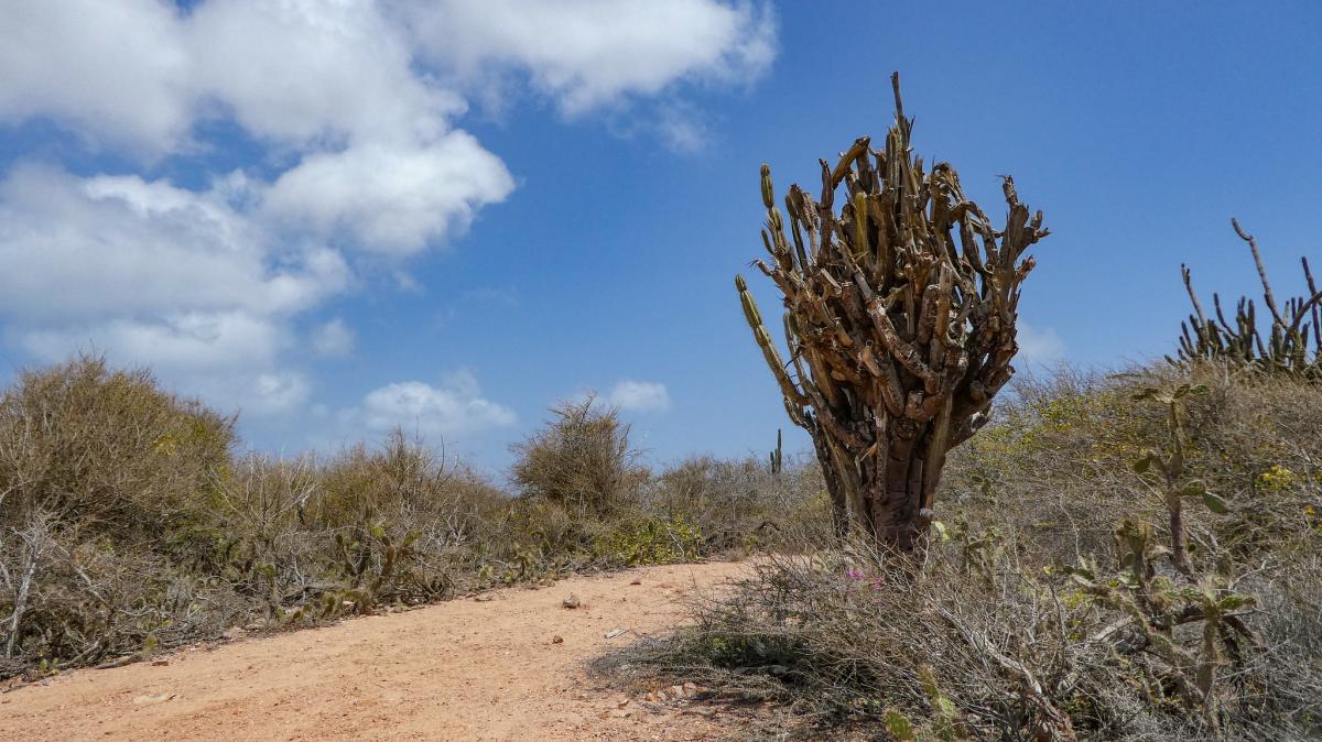 Национальный парк Кристоффельпарк, Кюрасао Национальный парк Кристоффельпарк, Кюрасао