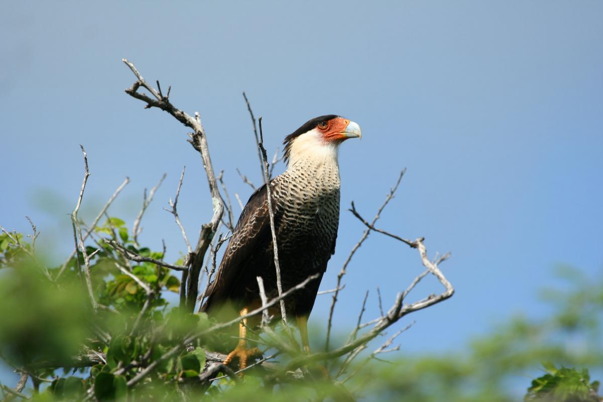 Кристоффельпарк, Кюрасао DX Кристоффельпарк, Кюрасао DX