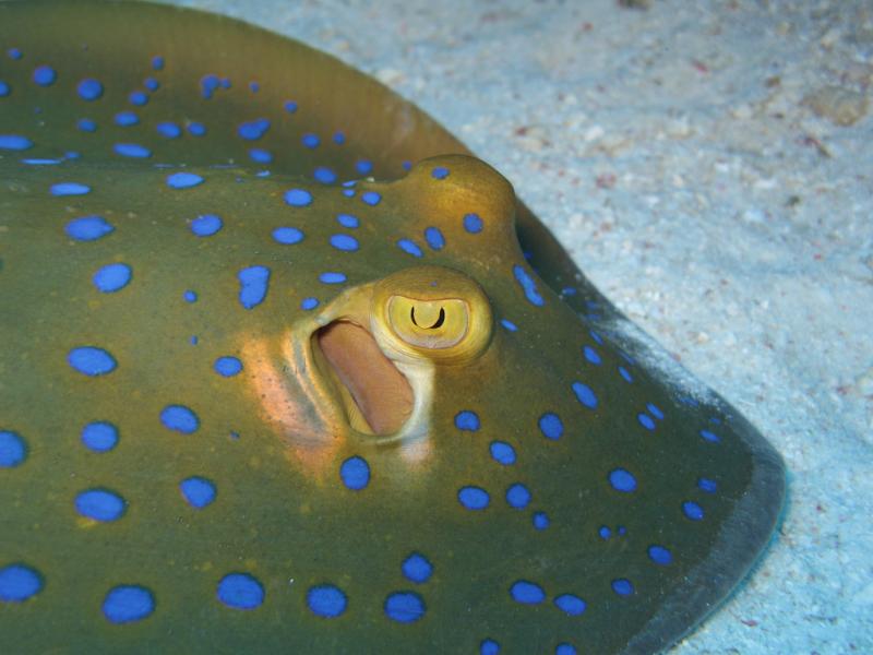 Layang Layang Island Swallow Reef Spratly Islands 9M0W Tourist attractions spot Stingray Layang Layang Island Swallow Reef Spratly Islands 9M0W Tourist attractions spot Stingray