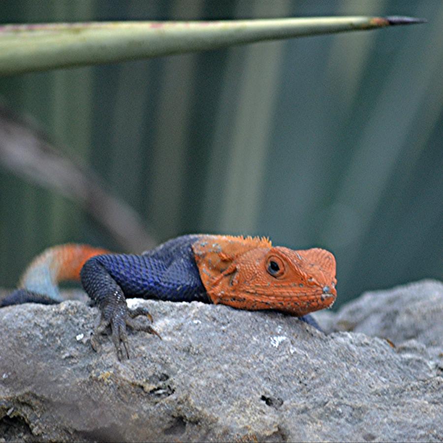 Агама Агама, Мадагаскар Агама Агама, Мадагаскар