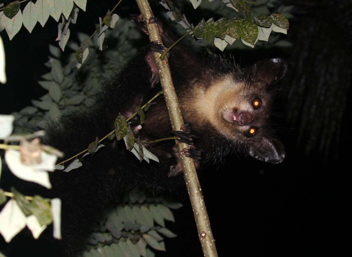 Ай Ай Мадагаскарская руконожка, Мадагаскар Ай Ай Мадагаскарская руконожка, Мадагаскар