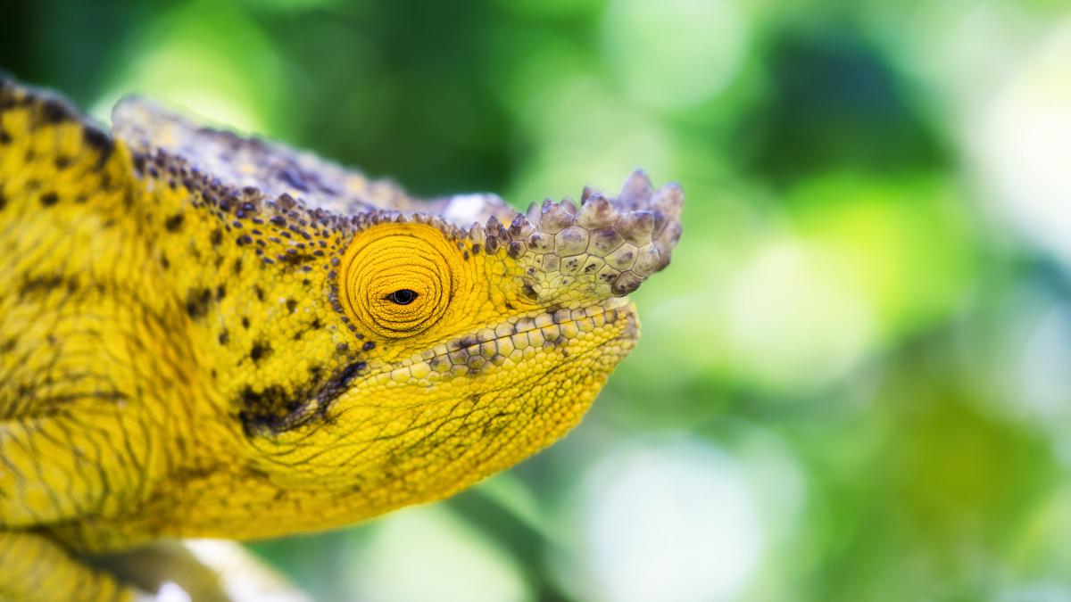 Хамелеон Мадагаскар Хамелеон Мадагаскар