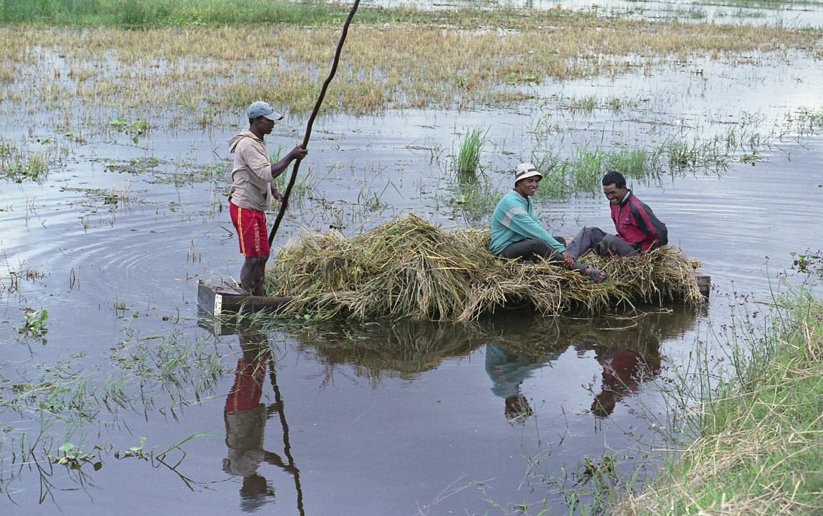 Транспортировка риса, Мадагаскар Транспортировка риса, Мадагаскар