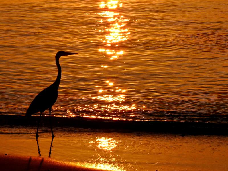 Мальдивские острова 8Q7MJ Цапля, Закат Мальдивские острова 8Q7MJ Цапля, Закат