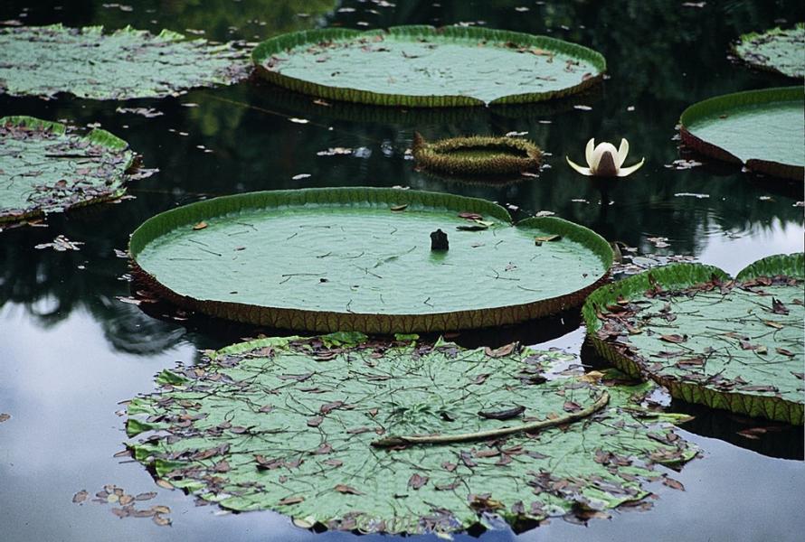 Mauritius Island 3B8/G3TXF DX News 