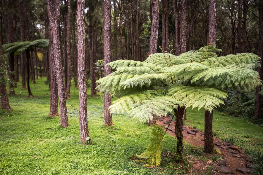 Mauritius Island 3B8/G3TXF Tourist attractions spot Giant Fern