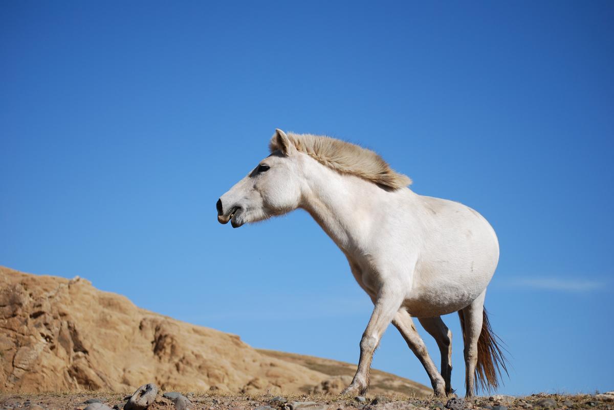 Mongolia JT5KK Tourist attractions spot 