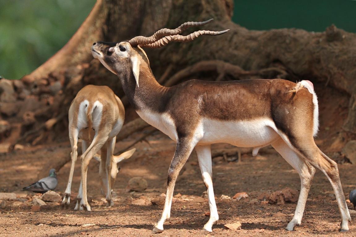 Гарна, Непал Гарна, Непал