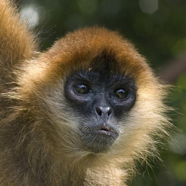 Nicaragua YN2KW DX News Mantled Howler Monkey.