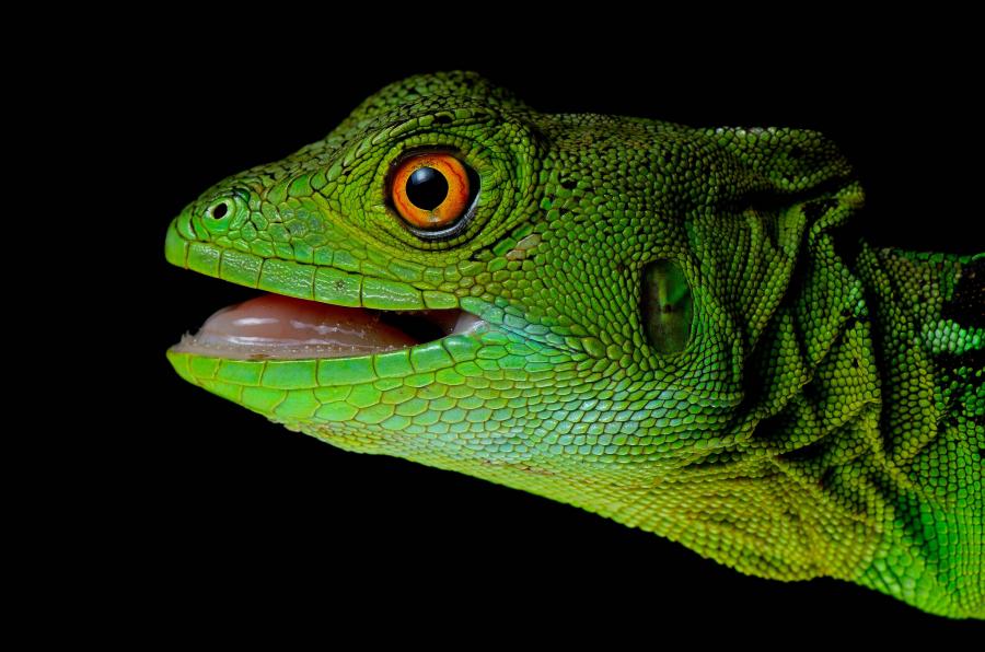 Nicaragua YN2KW Green Basiliscus, Bartola, Rio San Juan.