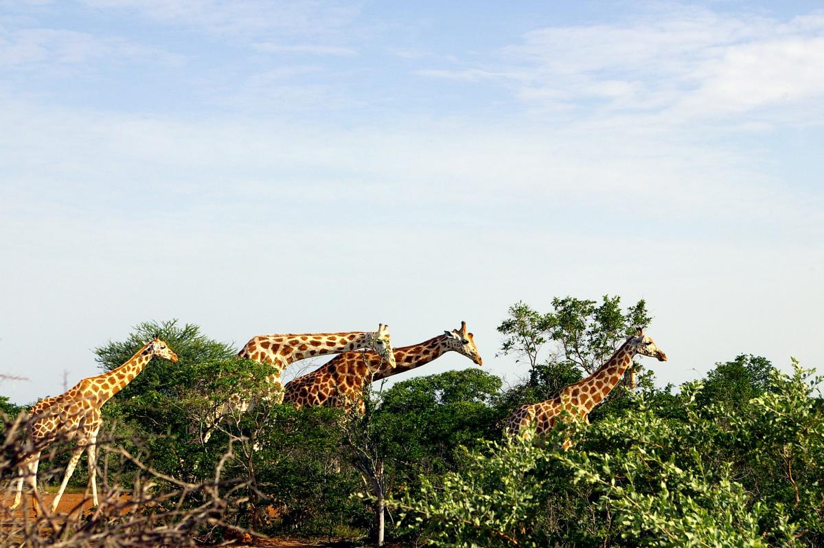 Жирафы, Нигер