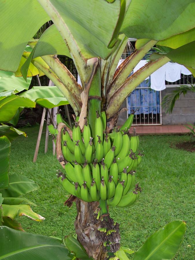 Бананы, Никарагуа Бананы, Никарагуа