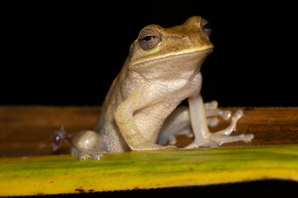 Жаба, Никарагуа Жаба, Никарагуа