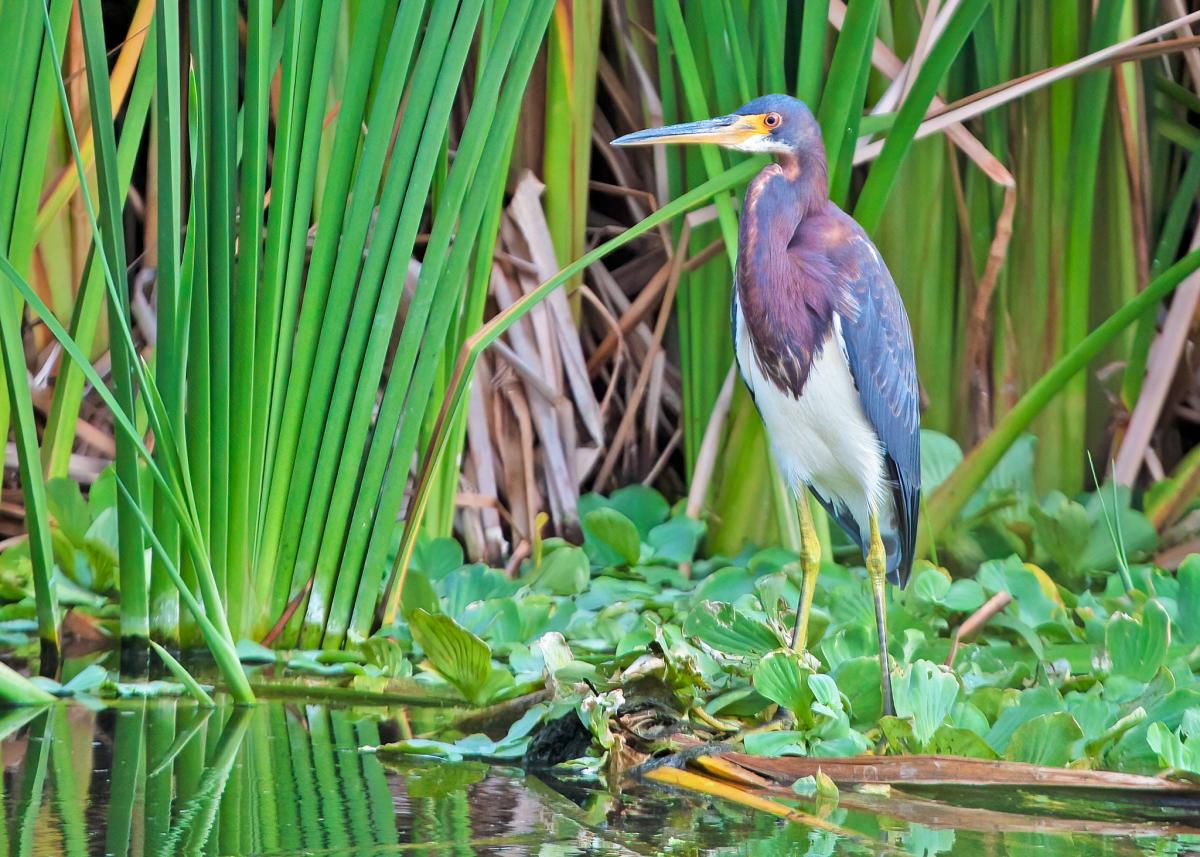P44AA Tricolored Heron, Aruba Island. DX News P44AA Tricolored Heron, Aruba Island. DX News