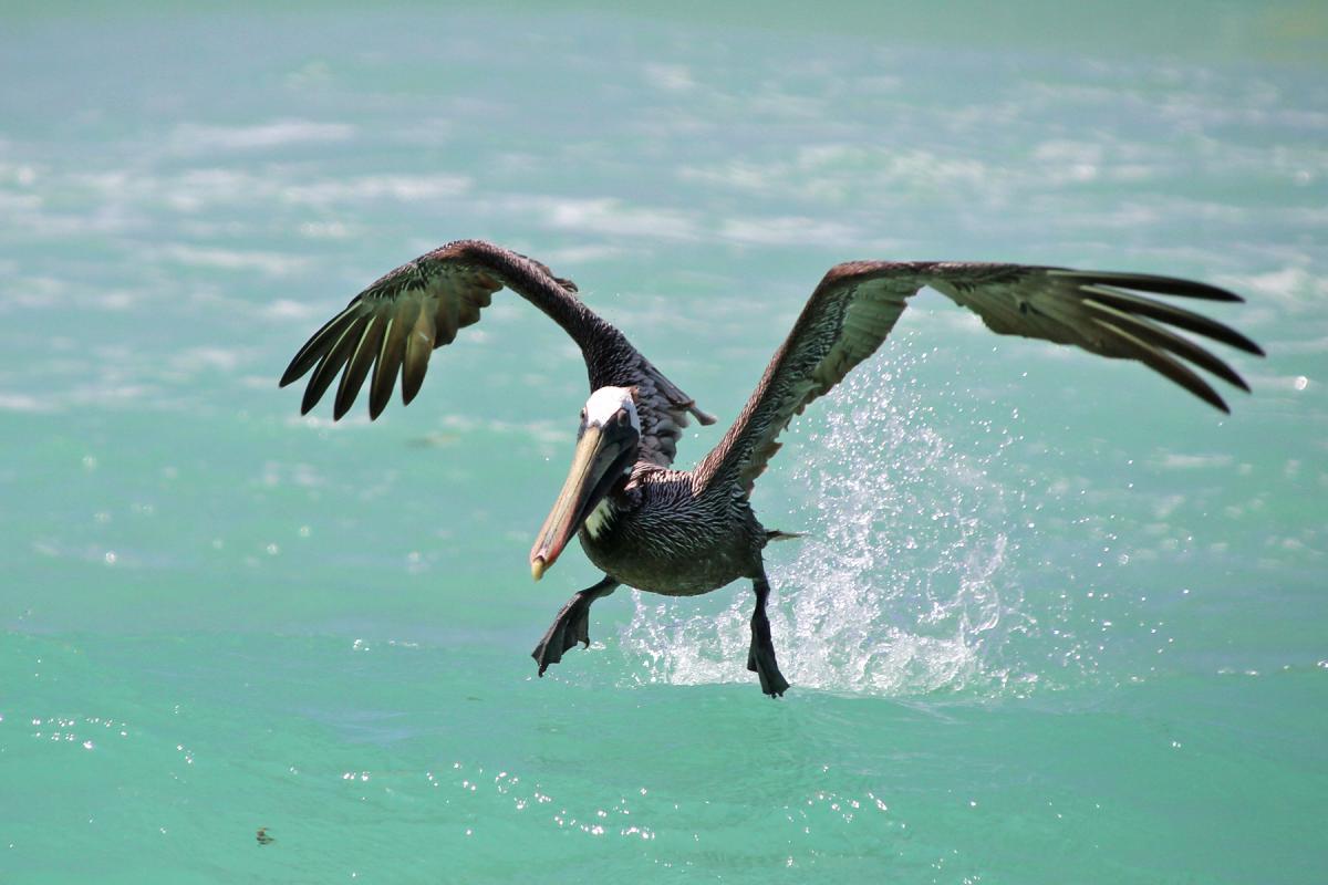 P44AA Brown Pelican, Arashi Beach, Aruba Island. Tourist attractions spot P44AA Brown Pelican, Arashi Beach, Aruba Island. Tourist attractions spot