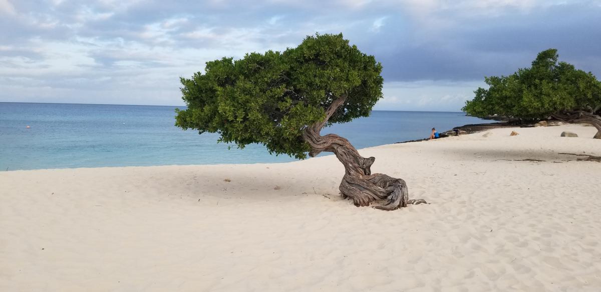 P4/W1CQ Aruba P4/W1CQ Aruba