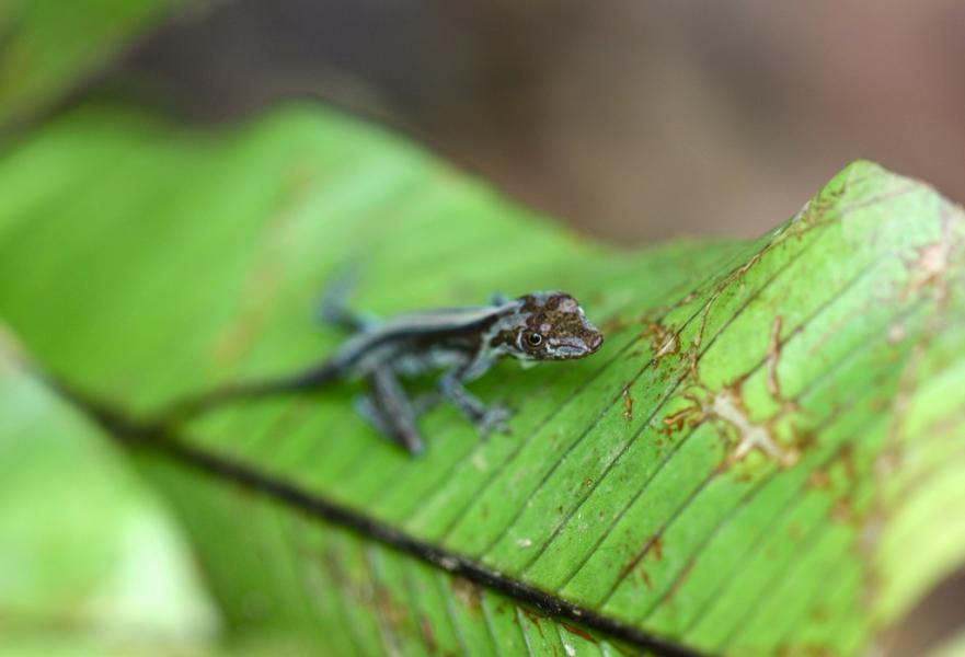 Panama HP/SQ3RX Anole