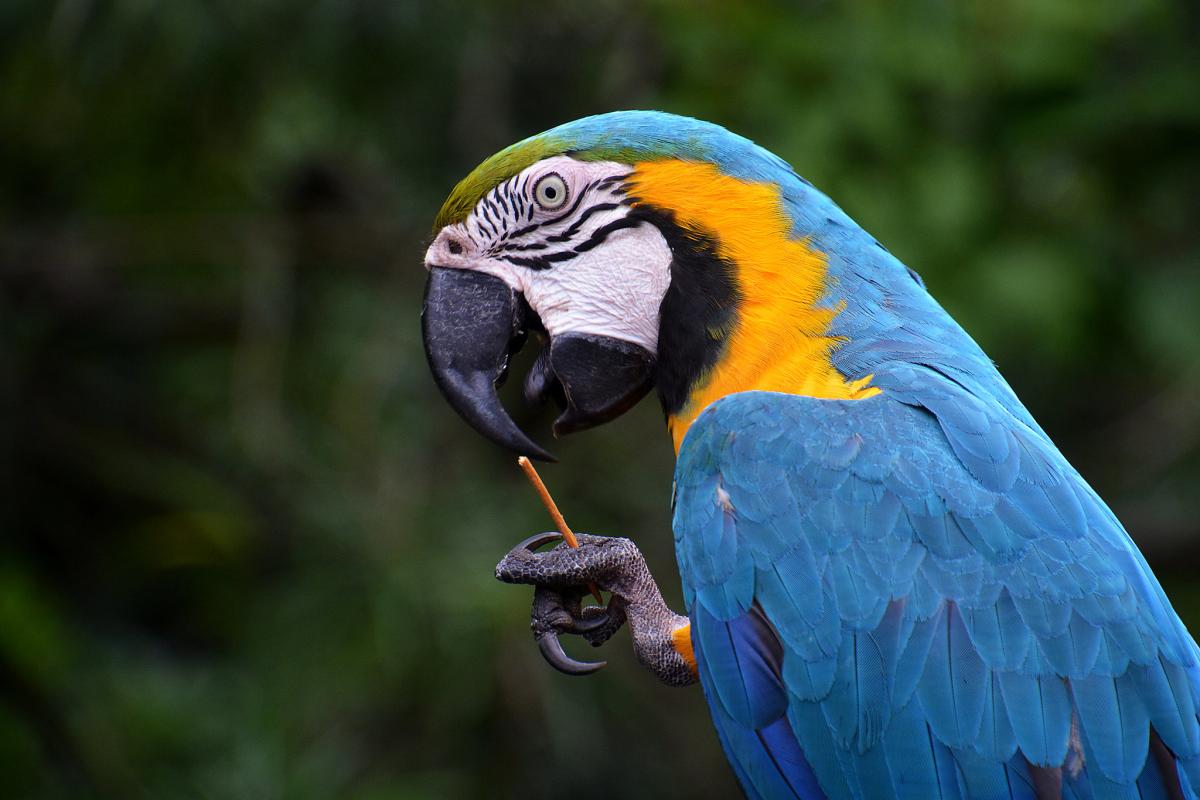 Попугай Ара, Парагвай Попугай Ара, Парагвай
