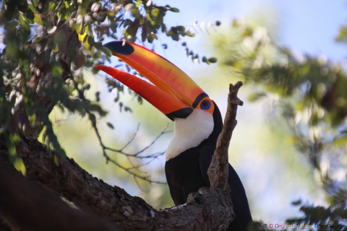 Тукан, Парагвай Тукан, Парагвай