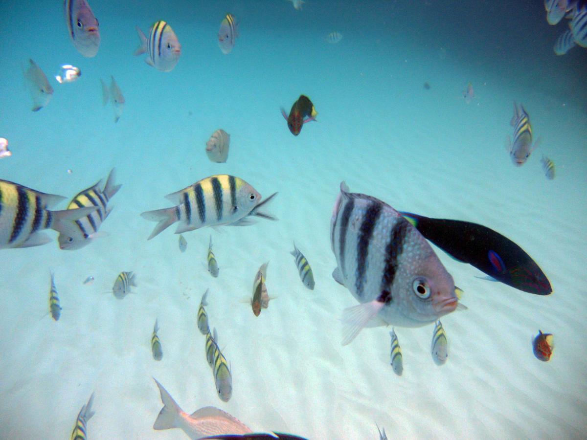 Перхентианские острова 9M4DXX/P DX Новости Перхентианские острова 9M4DXX/P DX Новости