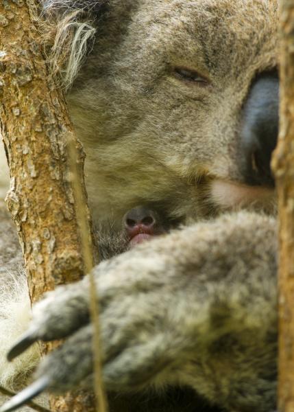 Phillip Island VK3FY/P Tourist attractions spot Koala Phillip Island VK3FY/P Tourist attractions spot Koala