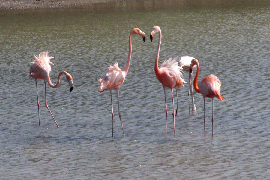 PJ2/SV2AEL Фламинго, остров Кюрасао PJ2/SV2AEL Фламинго, остров Кюрасао