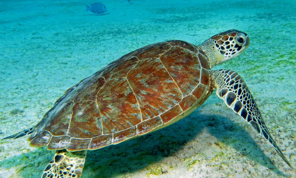 PJ4/K5SL Green Sea Turtle, Bonaire Island Tourist attractions spot PJ4/K5SL Green Sea Turtle, Bonaire Island Tourist attractions spot