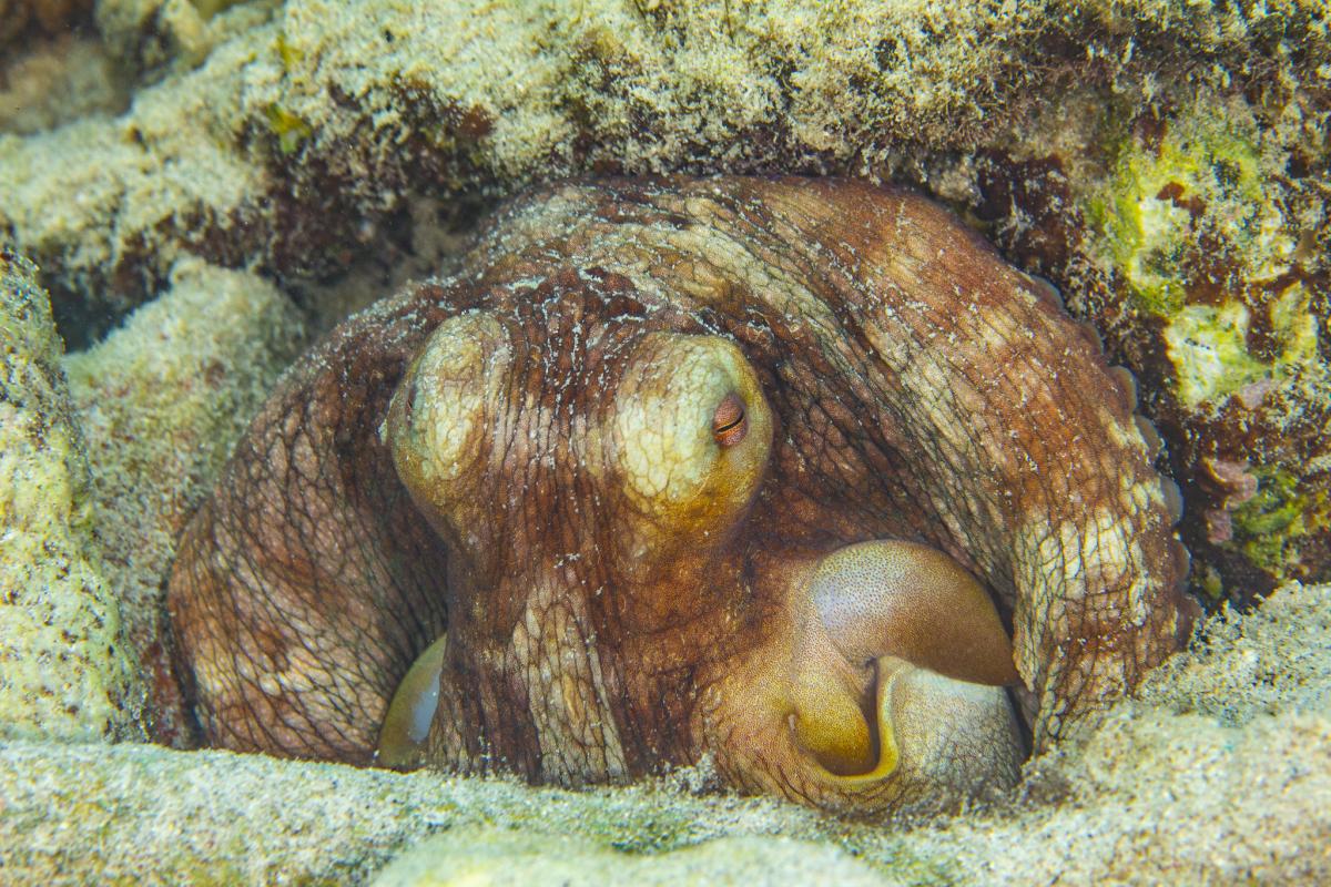 PJ5/KG9N Caribean octopus, Sint Eustatius Island. Tourist attractions spot PJ5/KG9N Caribean octopus, Sint Eustatius Island. Tourist attractions spot